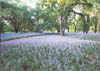 Bluebells